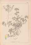 Herbier de la flore française Pl.0297