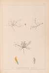 Herbier de la flore française Pl.0299