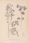 Herbier de la flore française Pl.0302