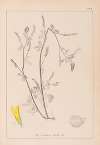 Herbier de la flore française Pl.0305