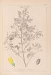 Herbier de la flore française Pl.0307