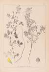 Herbier de la flore française Pl.0308