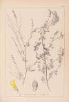 Herbier de la flore française Pl.0310