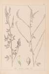 Herbier de la flore française Pl.0311