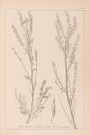 Herbier de la flore française Pl.0312