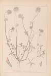 Herbier de la flore française Pl.0314