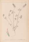 Herbier de la flore française Pl.0317