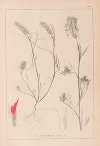 Herbier de la flore française Pl.0319