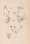 Herbier de la flore française Pl.0323