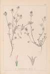 Herbier de la flore française Pl.0330