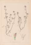 Herbier de la flore française Pl.0332