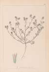 Herbier de la flore française Pl.0334
