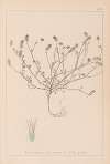 Herbier de la flore française Pl.0335