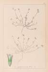 Herbier de la flore française Pl.0337