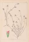 Herbier de la flore française Pl.0339