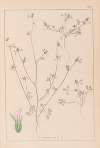 Herbier de la flore française Pl.0341