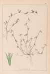 Herbier de la flore française Pl.0342