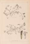 Herbier de la flore française Pl.0343