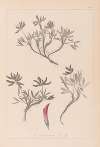 Herbier de la flore française Pl.0355