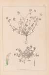 Herbier de la flore française Pl.0359