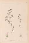 Herbier de la flore française Pl.0362