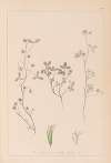 Herbier de la flore française Pl.0363