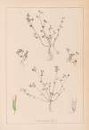 Herbier de la flore française Pl.0364