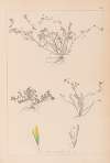 Herbier de la flore française Pl.0365