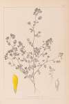 Herbier de la flore française Pl.0368