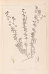 Herbier de la flore française Pl.0375