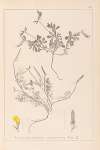 Herbier de la flore française Pl.0378