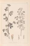 Herbier de la flore française Pl.0381