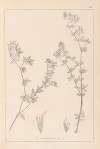 Herbier de la flore française Pl.0382
