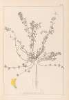Herbier de la flore française Pl.0385