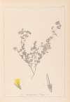 Herbier de la flore française Pl.0387