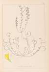 Herbier de la flore française Pl.0388