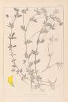 Herbier de la flore française Pl.0393