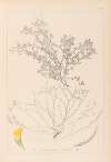 Herbier de la flore française Pl.0395