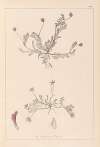 Herbier de la flore française Pl.0399