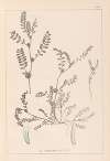 Herbier de la flore française Pl.0400