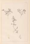 Herbier de la flore française Pl.0401
