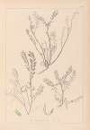 Herbier de la flore française Pl.0402