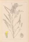 Herbier de la flore française Pl.0407