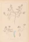 Herbier de la flore française Pl.0409