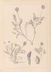 Herbier de la flore française Pl.0411
