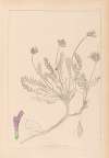 Herbier de la flore française Pl.0412