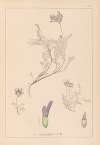 Herbier de la flore française Pl.0413