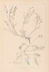 Herbier de la flore française Pl.0415