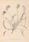 Herbier de la flore française Pl.0416