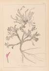Herbier de la flore française Pl.0417
